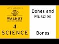 Understanding Human Bones and Their Functions