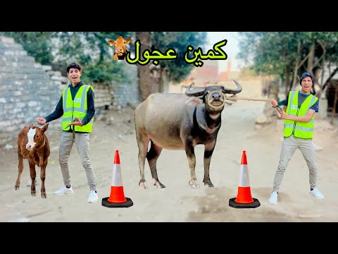 لما اخوك الصغير يعمل كمين شرطة للعجول والجموس في الشارع 🐄😂| علاء حسين