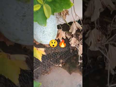 🙏🔥Subh Dipawali 🕉️🪔