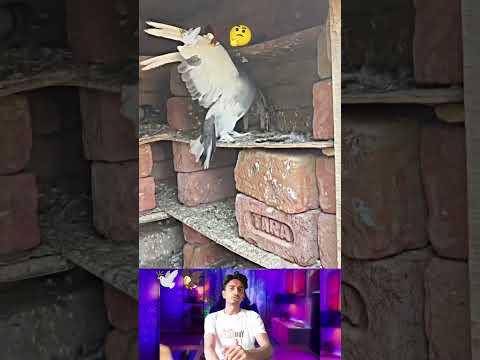 kabootar ki video 🕊️🦅🤔#pigeon #birds #animals #pets #attitude#pigens #bird #kabootar