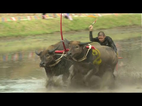 Thai tradition of water buffalo racing makes a post-pandemic comeback | AFP