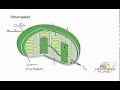 Chloroplast Functions and Structures