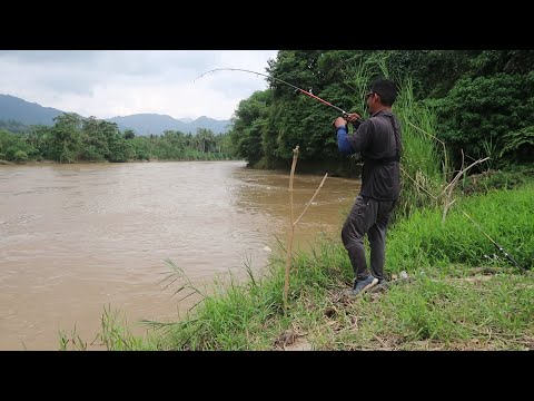 Detik - Detik Ikan Mahal Menyambar Umpan Di Buatnya Jadi Panik