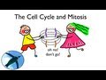 Exploring the Phases of the Cell Cycle and Mitosis