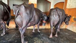 SDF (981230123, 9812319308) Top Class 5 Buffalo at Dairy Farm