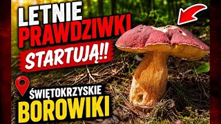 LETNIE PRAWDZIWKI STARTUJĄ!!! ŚWIĘTOKRZYSKIE BOROWIKI #grzyby2026 #borowiki2026 #prawdziwki2026