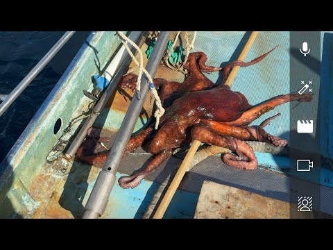 King of Octopus в прямом эфире!