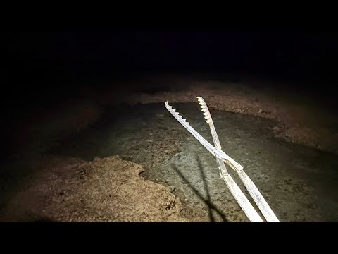 夜の海で高級生物を掴みまくってたら意外な大物も獲れたので食べてみた【イジャイ・イザリ】