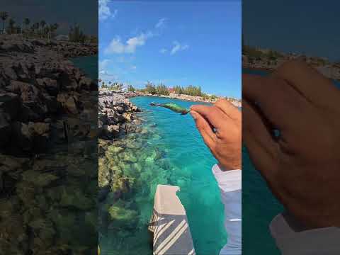 CATCHING SQUID Like a Pro! POV Experience That'll Leave You Hooked!