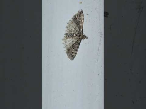 A pretty little Montana Six-plume Moth (Alucita montana) sitting next to a Mediterranean Katydid