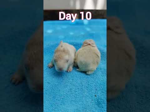 Rabbit Growth - Baby Rabbits Grow Up #animals #rabbits #bunnies #rabbit #bunny