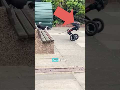 This Robot Can Walk Your Dog 😳🤖