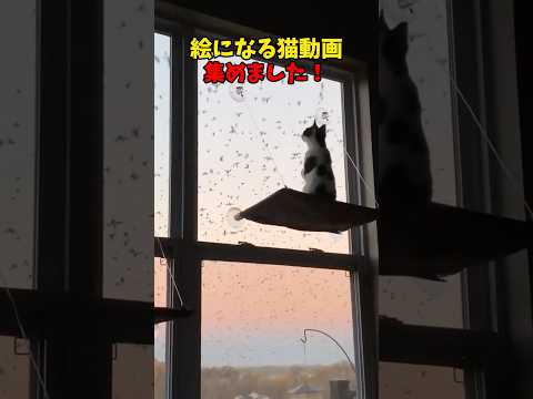 猫の動画サムネイル - 猫って絵になるよね #猫 #cat #cats #cute