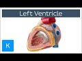 Understanding the Left Ventricle