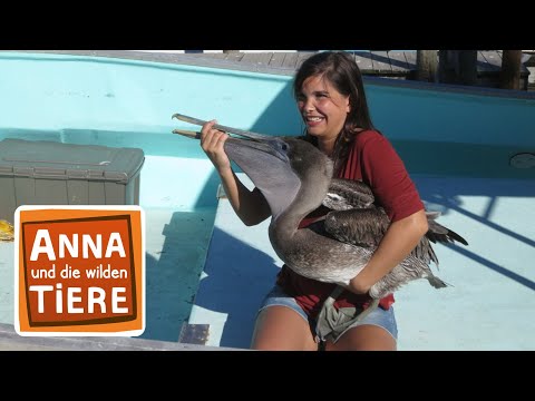 Wie fischt der Pelikan? | Reportage für Kinder | Anna und die wilden Tiere