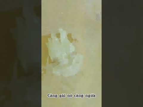 3 Con không ăn được hay gặp khi đi bao đăng ở Vũng Tàu