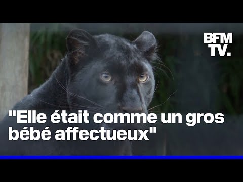 6 ans après, les anciens propriétaires d'une panthère noire sont jugés à Lille