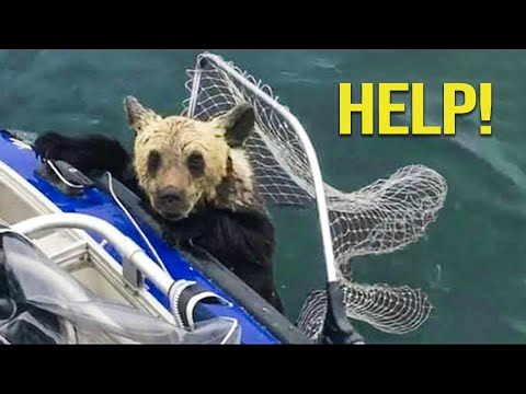 😸 The Great And Inspiring Animal Rescues Of The 2020 🐶