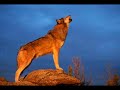 Understanding Wolf Communication Sounds