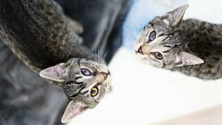 Faith and Hope + help us choose our top rescue stories!