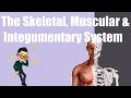 Human Anatomy and Physiology Concepts
