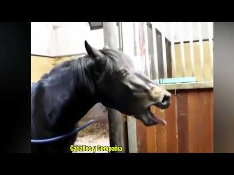 Funny Caballos (EP.05)