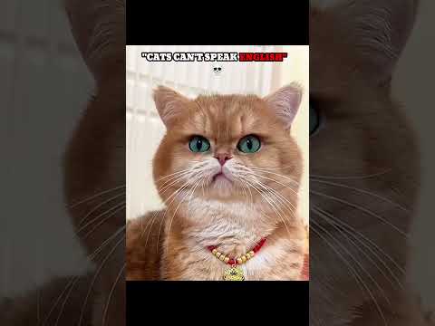 Cats Dont Talk 💀