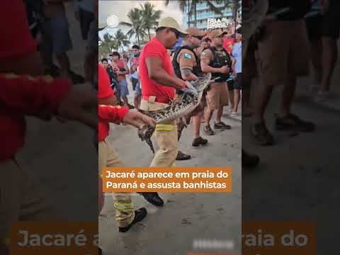 Jacaré aparece em praia do Paraná e assusta banhistas #Shorts #FalaBrasil