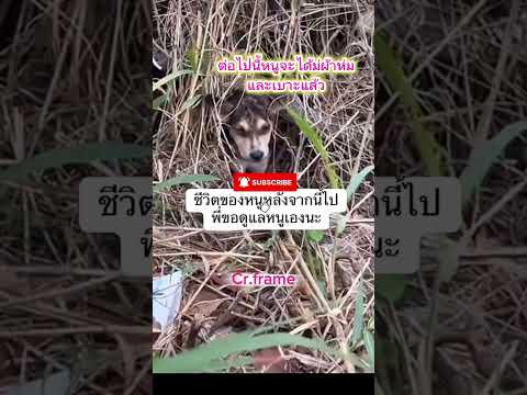 ไปอยู่กับพี่นะ😭 #dog #กดติดตาม #doggielife #share #shortsfeed