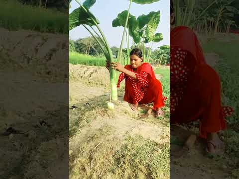 #reelsviralシ #short #funny #viralvideo #comayd