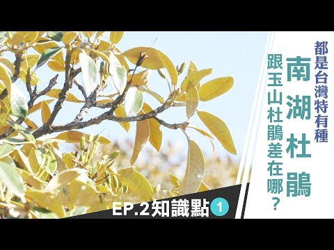 《雲端裡的知識點》都是台灣特有種 南湖杜鵑跟玉山杜鵑差在哪？｜雲端裡的49天｜第二集知識點#1