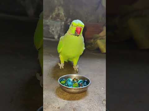 very angry 😡 parrot reaction 👿 #talkingparot #petbird #funny #angryparrot #shortvideo #viralshort