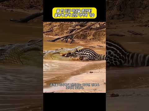 물속에 숨어 있던 악어의 기습 #악어 #야생동물 #<strong>동물의세계</strong>
