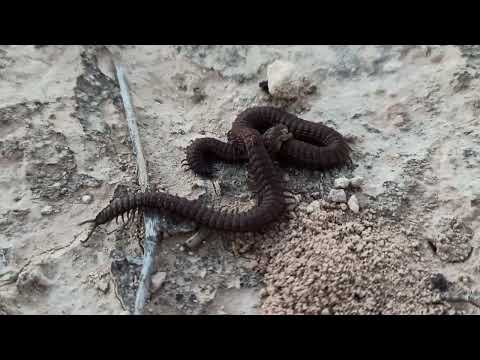 cien pies vs araña trap door naturaleza salvaje