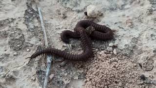 cien pies vs araña trap door naturaleza salvaje