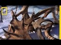 Caribou Antlers and Their Transformation