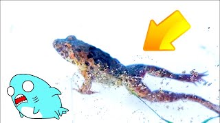 動画サムネイル