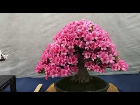 Discover the Beauty of Bonsai Flower Plants: #satisfying #plants