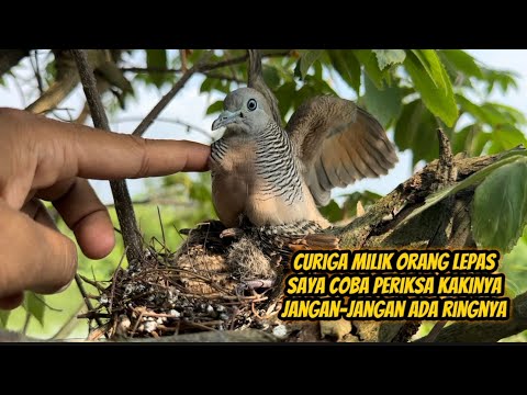 Tidak mungkin burung liar sejinak ini, pasti ada istimewanya  😁
