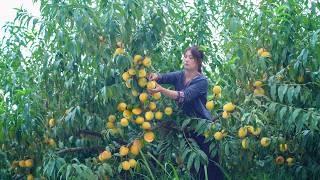 Golden peaches are the perfect Ingredients for Delicious Dishes
