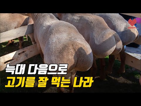 양을 쫓는 모험 【키르기스스탄 ep.1】