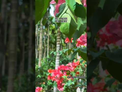 43 acre#landforsale#dreamland #attappadi#attappady#resort #view#trend#agriculture#property#farming
