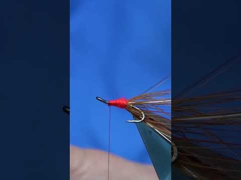 Summer Franicis Shrimp #shorts