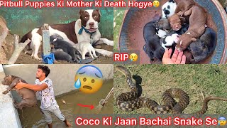 Coco Ki Jaan Bachai Snake Se😰|| Pitbull Puppies Ki Mother Ki Death Hui😢New Bhura Mother RIP😔