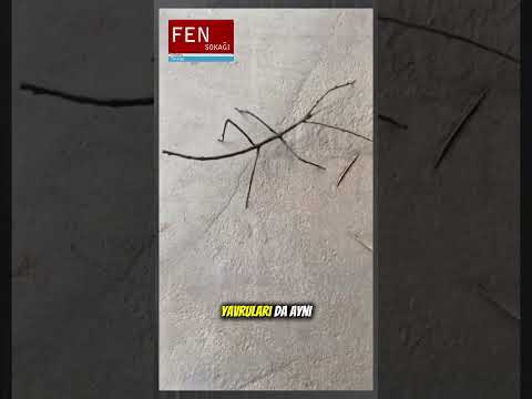 Bu Sopa Böceği Nasıl Kamufle Oluyor? Adaptasyonun Gücü! #fensokağı #bilim