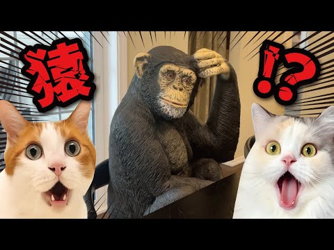 家の中にチンパンジーが侵入！！！！！？【関西弁でしゃべる猫】【猫アテレコ】