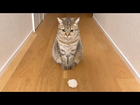 深夜に猫が夜鳴きした理由が愛おしすぎました…