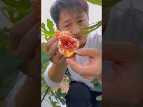 "Sumptuous Sweetness: An Exquisite Fig Fruit Picking Experience!"