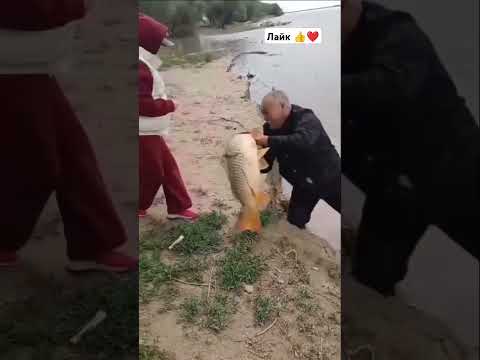 Наверное 10 кг есть #сазан #carpfishing #fishing #рыбалка #carp #балык #fish #baliqovi 👍🎣🐠
