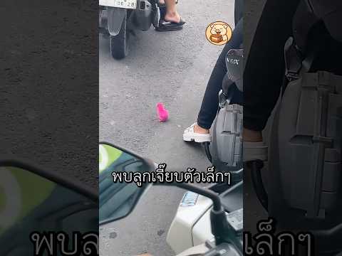 หญิงสาวคนนี้เก็บลูกเจี๊ยบมาเลี้ยง แล้วเรื่องไม่คาดฝันก็เกิดขึ้น